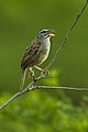 Cinnamon-tailed sparrow