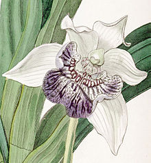 Cochleanthes flabelliformis