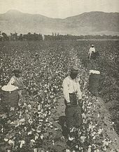 African American wage workers picking cotton on a plantation in the South CottonNegrosSouth.jpg