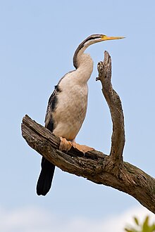 Darter - Anhinga novaehollandiae, Victoria, Australia.jpg