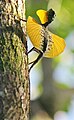 Sulawesi lined gliding lizard (Draco spilonotus) – male extending gular flag and patagium in Sulawesi, Indonesia