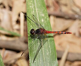 Diplacodes melanopsis