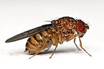 Miniatura para Drosophila (subgénero)