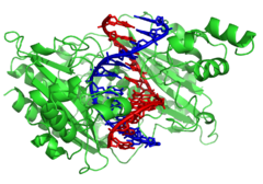 The restriction enzyme EcoRV (green) in a complex with its substrate DNA EcoRV 1RVA.png