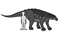 Comparación de tamaño de Edmontonia con un humano.