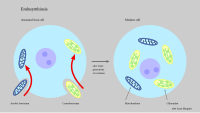 Endosymbiosis