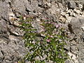 Fjalladúnurt (Epilobium montanum)
