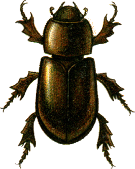 Eremazus unistriatus