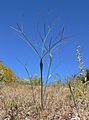 Eriogonum inflatum "Desert trumpet"