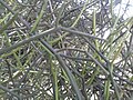 Euphorbia tirucalli (YS) (1).jpg