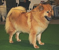 Eurasier