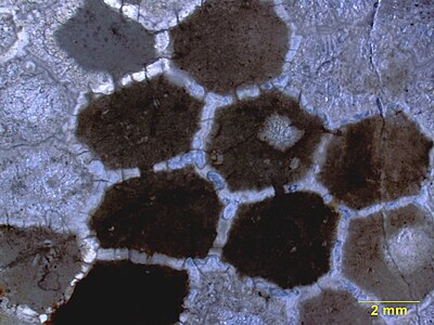 Sagittal cross-section of Favosites, showing communication pores between the corallites. Upper Ordovician of southern Indiana