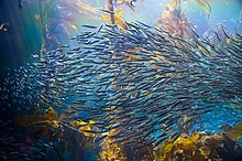 Fish swarming through a kelp forest Fish swarm through the kelp forest.jpg