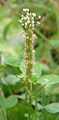 Flowers of Plantago asiatica.jpg