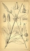 Botanical illustration (1840)
