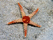 Fromia monilis (Seastar) .jpg