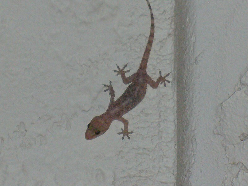 File:Gecko on a wall.jpg