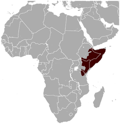 Distribuição territorial da gazela-girafa