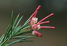 রোজমেরি/ Grevillea rosmarinifolia