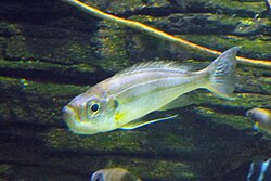 Petosuuhautoja (Haplotaxodon microlepis)