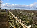 Hedge laying