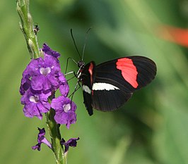 Heliconius petiveranus