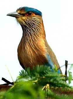 インドブッポウソウ