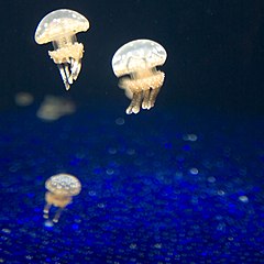 Jellyfish