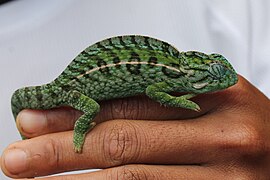 Furcifer campani