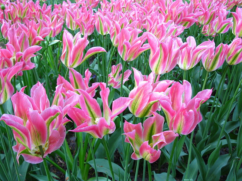 File:Keukenhof tulipes roses et vertes.JPG