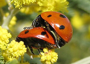 English: Ladybird mating Български: Чифтосване...