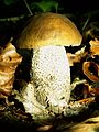 Leccinum carpini-small.JPG