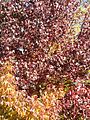 Amberbaum (Liquidambar styraciflua) Altingiaceae