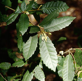 Notholithocarpus densiflorus.