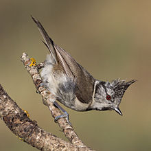 Lophophanes cristatus - 01.jpg