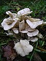 Leucocybe connata sin.Lyophyllum connatum, Clitocybe connata