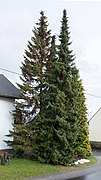 Gruppe aus drei Serbischen Fichten. Betroffen ist der Baum links hinten.