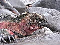 Amblyrhynchus cristatus adulte mâle, Galapagos (Équateur).