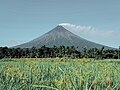 Mayon sumendia