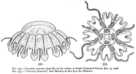 Dessin de Nausithoe punctata