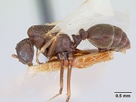 Monomorium pergandei