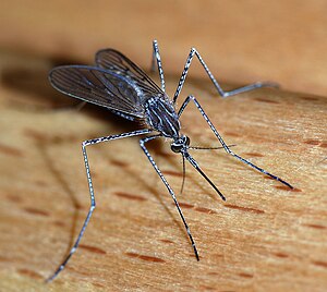 English: A female mosquito of the Culicidae fa...