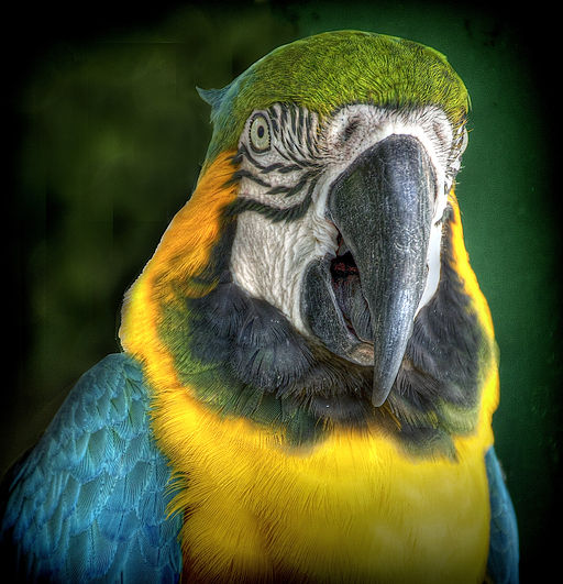 Multicolored parrot face (7767885876)