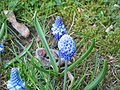 Muscari azureum