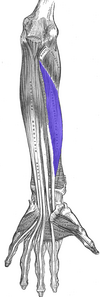 Musculus flexor pollicis longus