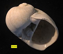 Naticarius millepunctatus, Nicosia Formation, Pliocene, Cyprus.