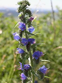 Echium vulgare