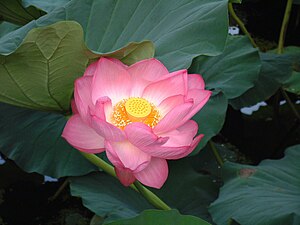 The lotus flower, the species of flower said t...