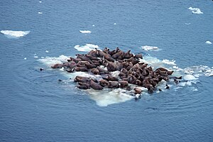 Walrus (Odobenus rosmarus divergens'), hauled ...