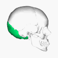 Oksipital kemiğin pozisyonu (yeşil). Animasyon.